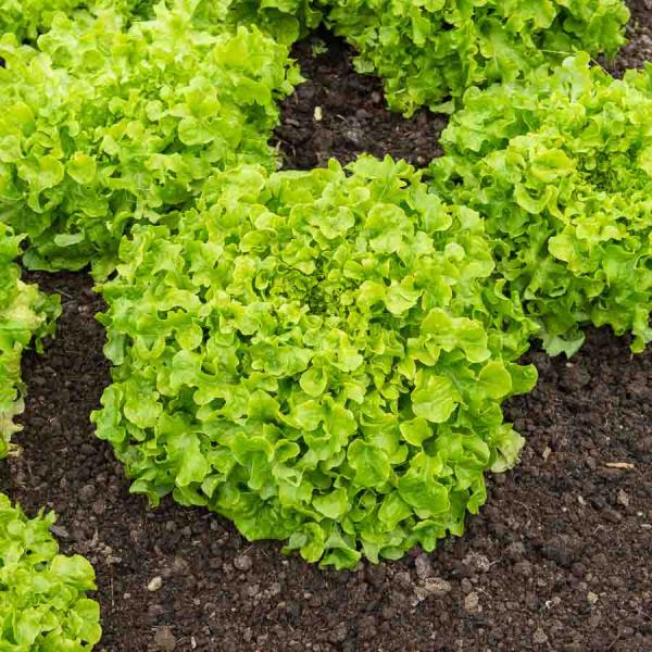 Potagères - Laitue à Couper Feuille de Chêne Blonde à Graine Noire  - face recto